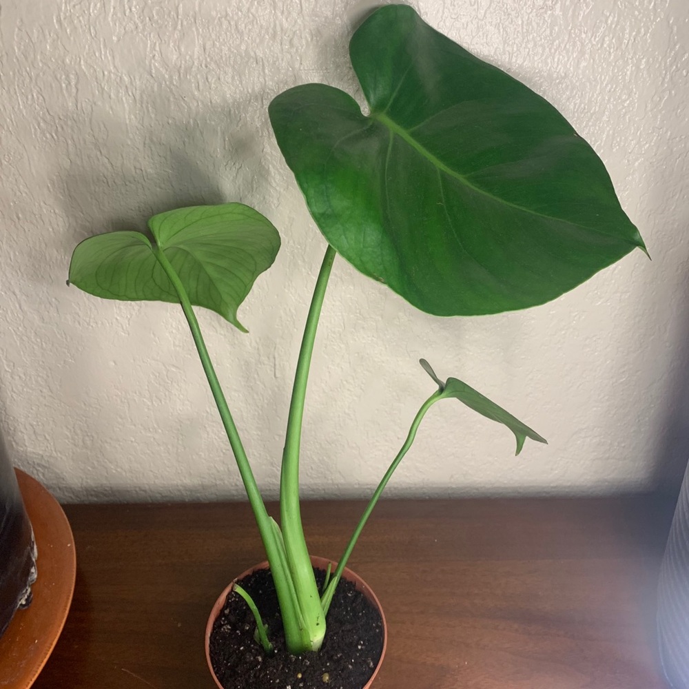 Monstera Deliciosa